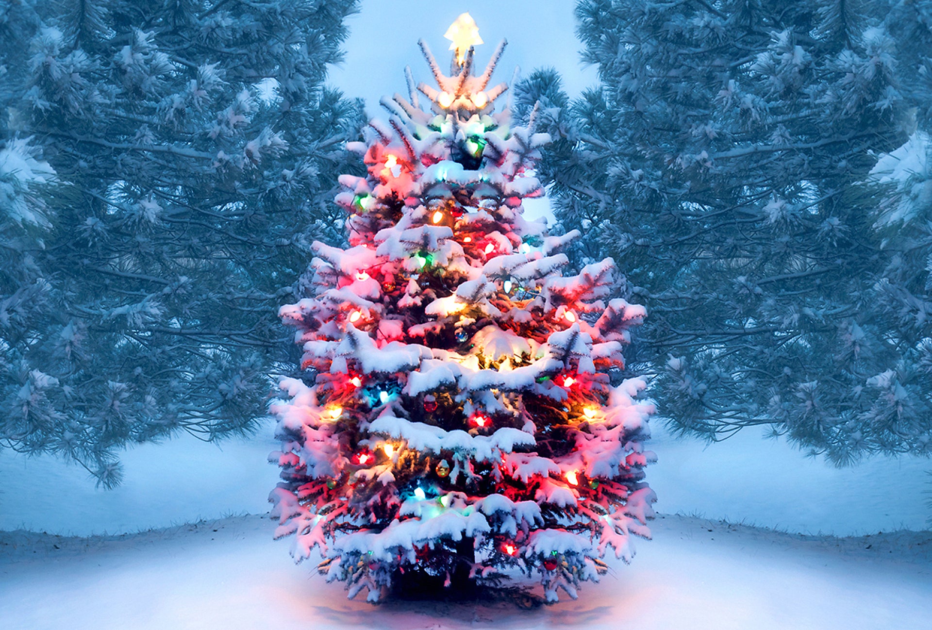 Christmas Traditions: Christmas Trees