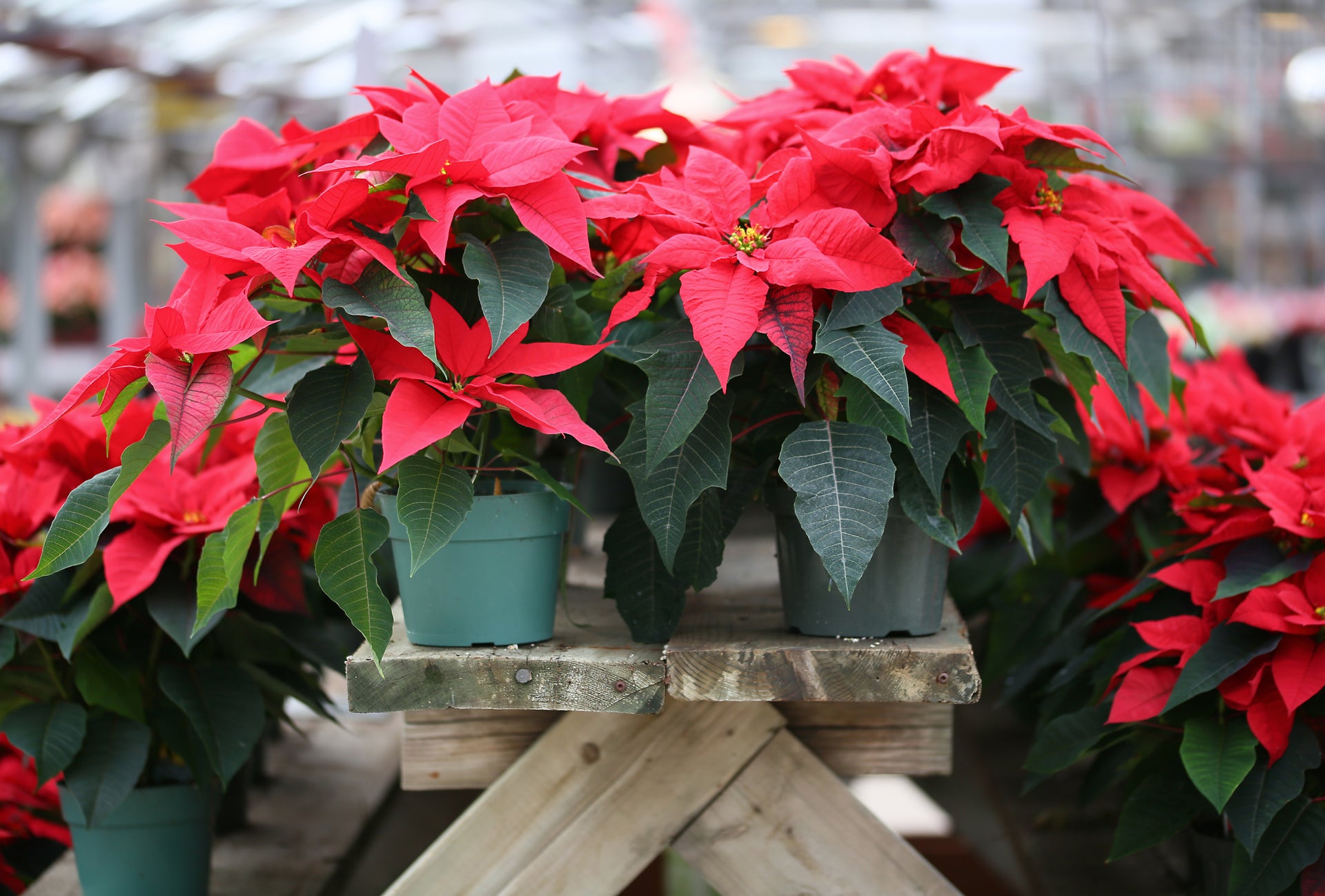 Christmas Traditions: Poinsettias