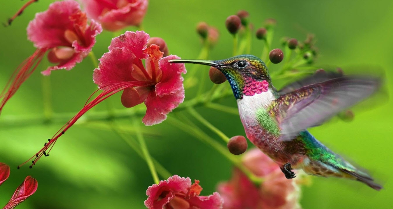 Hummingbird