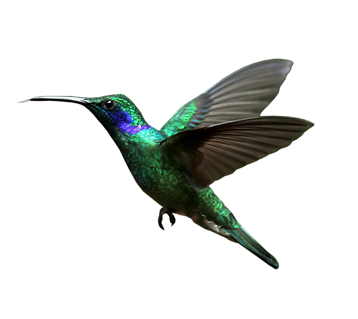 hummingbird