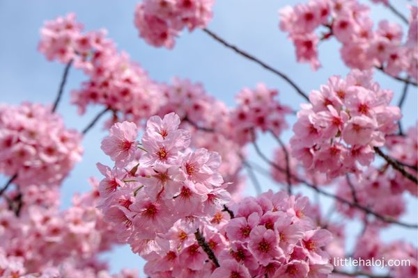 Cherry Blossom